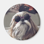 Cool Shih Tzu lange haar zonnebril Foto Magneet (Voorkant)