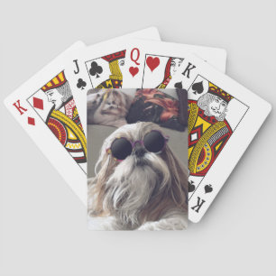 Cool Shih Tzu lange haar  zonnebril Foto Pokerkaarten