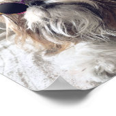 Cool Shih Tzu lange haar  zonnebril Foto Poster (Hoek)