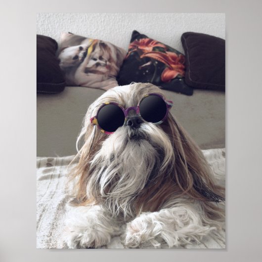 Cool Shih Tzu lange haar  zonnebril Foto Poster (Voorkant)
