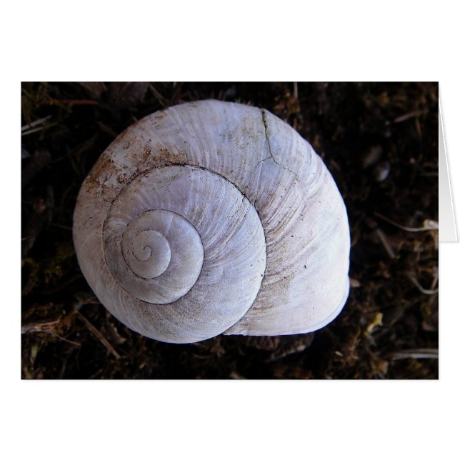 Cool snailshell (Voorkant Horizontaal)