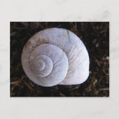 Cool snailshell briefkaart (Voorkant)