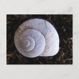 Cool snailshell briefkaart