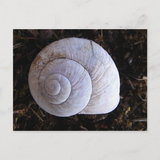 Cool snailshell briefkaart (Voorkant)