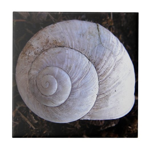Cool snailshell tegeltje (Voorkant)