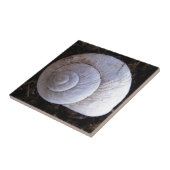 Cool snailshell tegeltje (Zijkant)