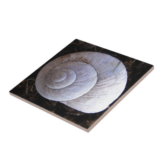Cool snailshell tegeltje (Zijkant)