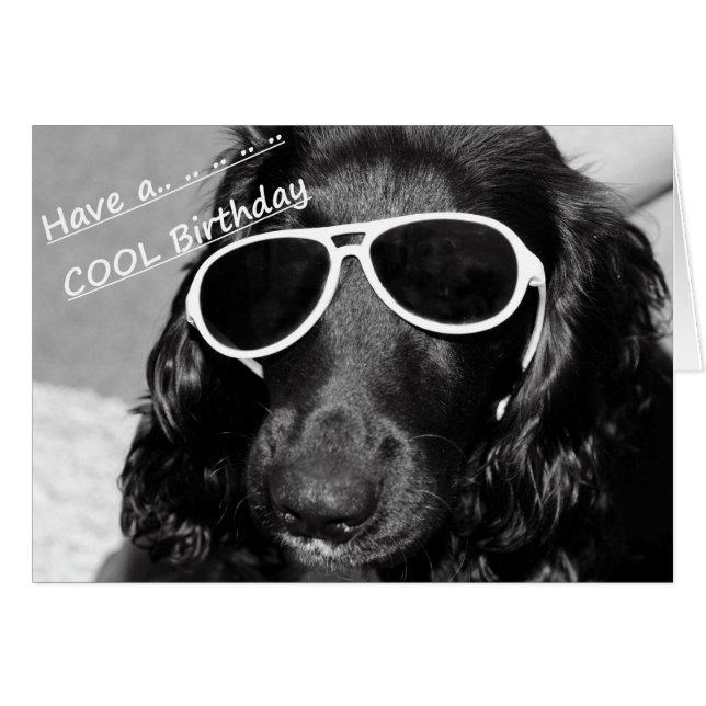 Cool Spaniel (Voorkant Horizontaal)