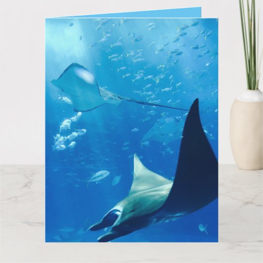 Cool Stingrays Onderwater Kaart (Voorkant)