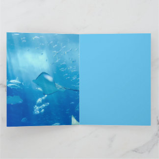 Cool Stingrays Onderwater Kaart