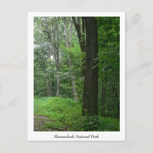 Cool Summer Evening Briefkaart (Voorkant)