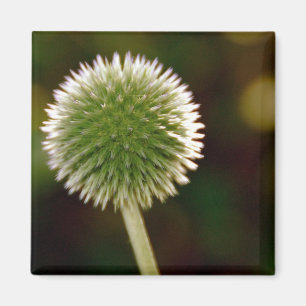 Cool Wereldbol Thistle Magnet