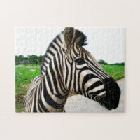 Cool Zebra Photography