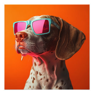 Coole Bracco italiano hond met zonnebril Foto Afdruk