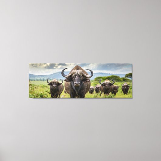 Coole Buffalo canvasprint! Canvas Afdruk (Voorkant)