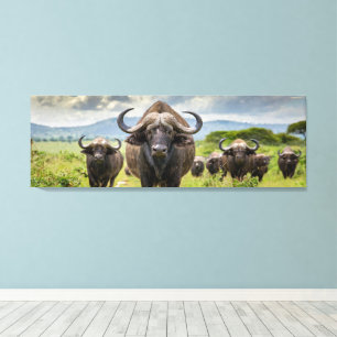 Coole Buffalo canvasprint! Canvas Afdruk