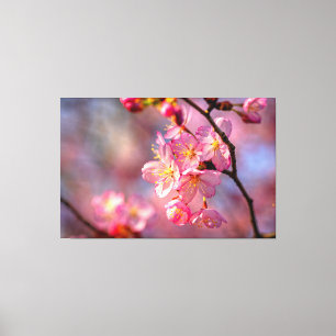 Coole Sakura Bloemen Aan Een Kersenboom In De Tuin Canvas Afdruk