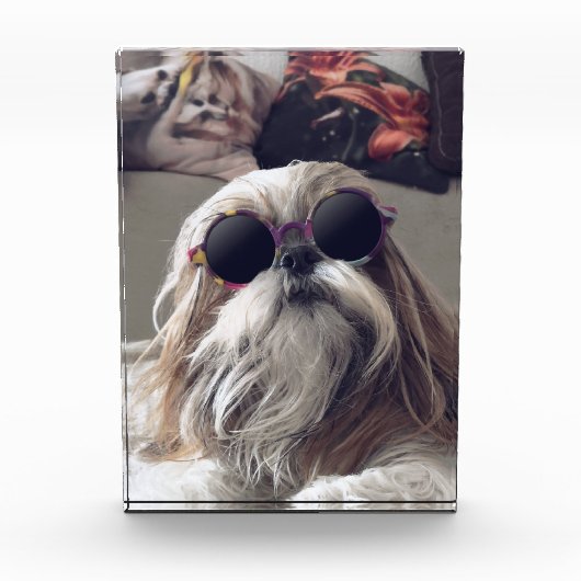 Coole Shih Tzu lang haar vintage zonnebril foto (Voorkant)