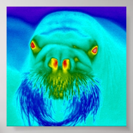 coole walrus poster (Voorkant)