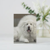 coole White Tibetan Mastiff Briefkaart (Staand voorkant)