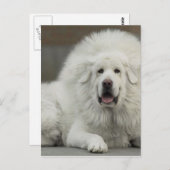 coole White Tibetan Mastiff Briefkaart (Voorkant / Achterkant)