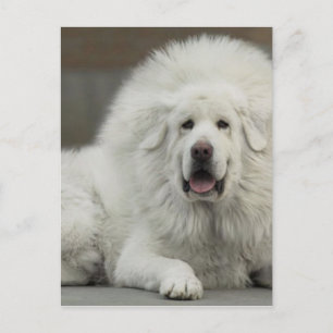 coole White Tibetan Mastiff Briefkaart