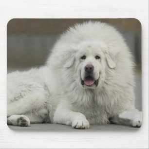 coole White Tibetan Mastiff Muismat