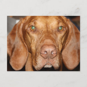 Coon Hound Briefkaart