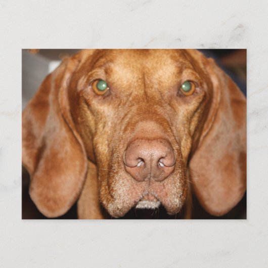 Coon Hound Briefkaart (Voorkant)