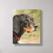 Coon hound - Gracie Lou Canvas Afdruk (Voorkant)