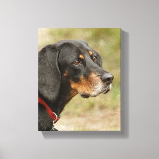 Coon hound - Gracie Lou Canvas Afdruk (Voorkant)