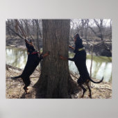 Coon Hounds Treeing Poster (Voorkant)