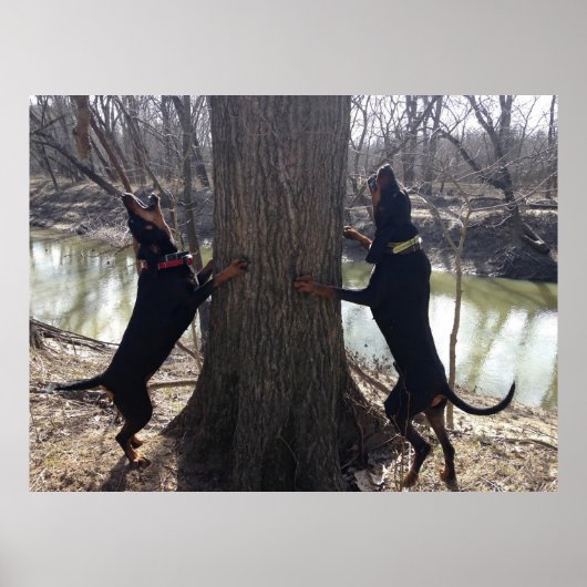 Coon Hounds Treeing Poster (Voorkant)