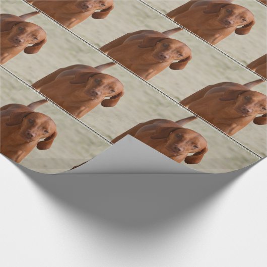 Coonhound Cadeaupapier (Hoek)