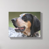 Coonhound Canvas Afdruk (Voorkant)
