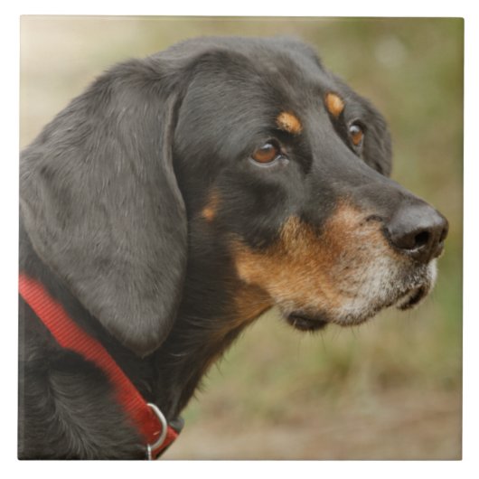 Coonhound - Gracie Lou Tegeltje (Voorkant)