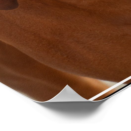 Coonhound Poster (Hoek)