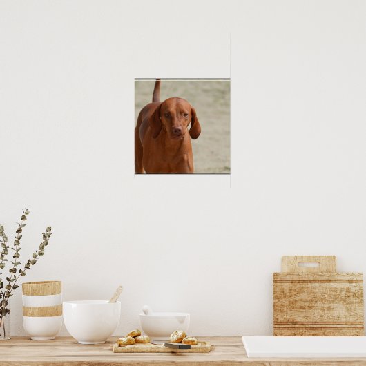 Coonhound Poster (Keuken)