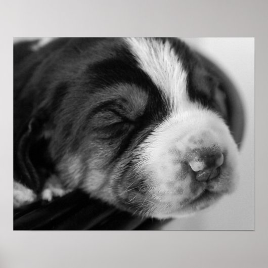 Coonhound Puppy Poster (Voorkant)