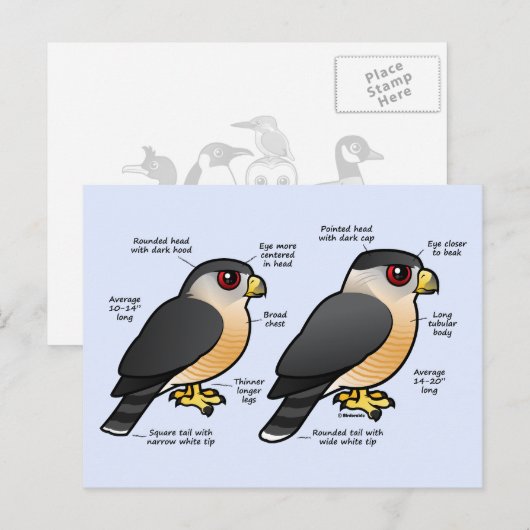 Coop v Sharpie Briefkaart (Voorkant / Achterkant)