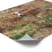 Cooper Poster (Hoek)