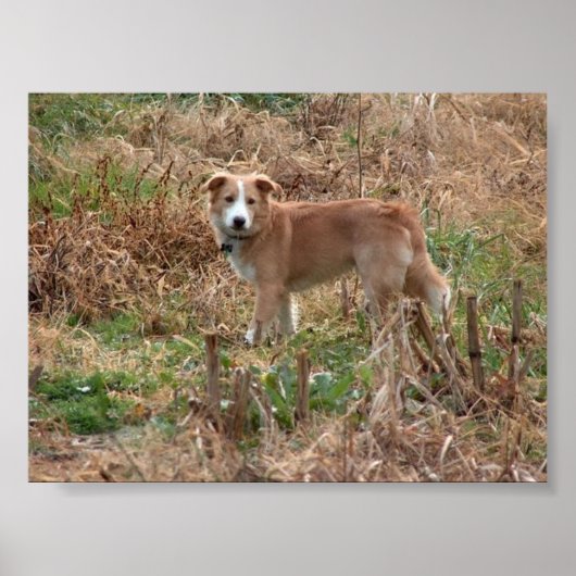 Cooper Poster (Voorkant)