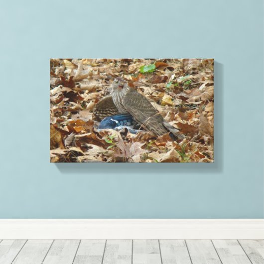 Cooper's havik met prooi canvas afdruk (Insitu (Houten vloer))