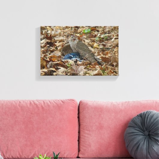 Cooper's havik met prooi canvas afdruk (Insitu (Woonkamer))