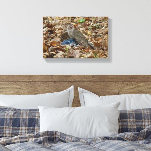 Cooper's havik met prooi canvas afdruk (Insitu (Slaapkamer))