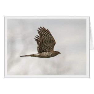 Cooper's Hawk