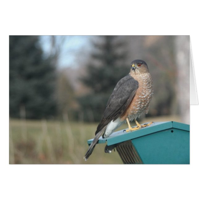 Coopers Hawk (Voorkant Horizontaal)