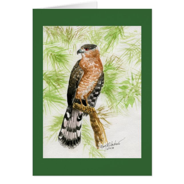 "Coopers Hawk" (Voorkant)
