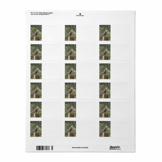 Cooper's Hawk Adreslabel Etiket (Full Sheet)