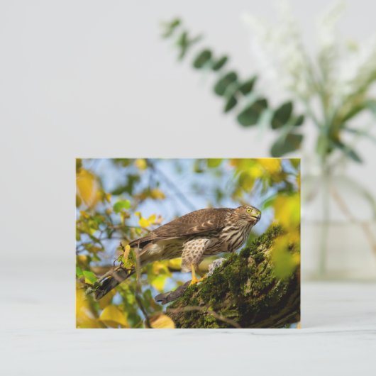 Cooper's Hawk Briefkaart (Staand voorkant)